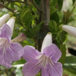 Clytostoma callistegioides