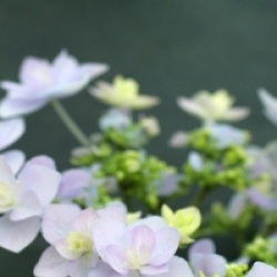 Hydrangea macrophylla Love �
