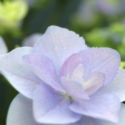 Hydrangea macrophylla Love � - Hortensia Love