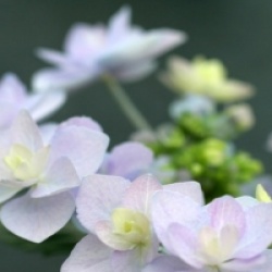 Hydrangea macrophylla Love �
