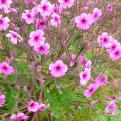 Geranium maderense  - G�ranium de Mad�re