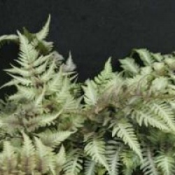 Athyrium nipponicum f. mettalicum