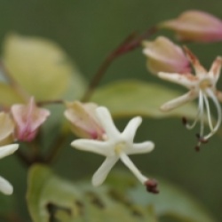 Clerodendrum trichotomum