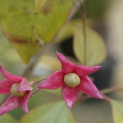 Clerodendrum trichotomum