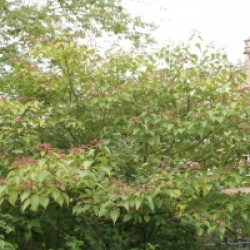 Clerodendrum trichotomum