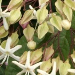 Clerodendrum trichotomum