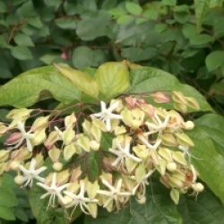 Clerodendrum trichotomum