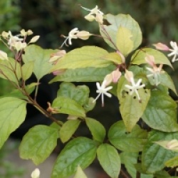 Clerodendrum trichotomum
