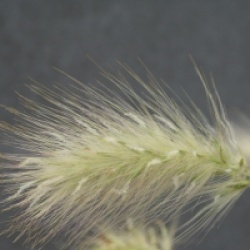 Pennisetum villosum 