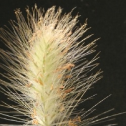 Pennisetum villosum 