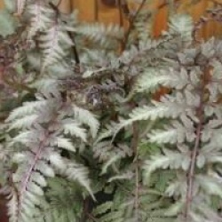 Athyrium nipponicum var. pictum - Foug�re m�tallique