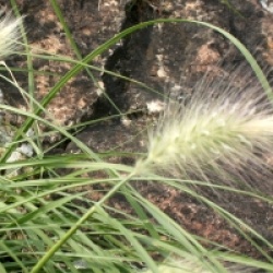 Pennisetum villosum 