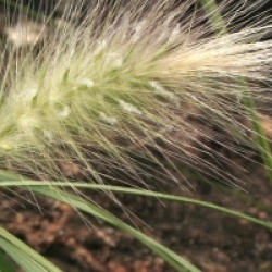 Pennisetum villosum 