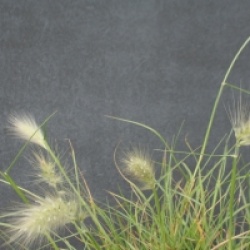 Pennisetum villosum 
