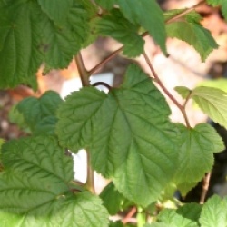 Neillia thyrsiflora 