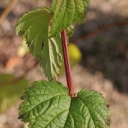 Neillia thyrsiflora 