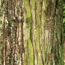 Ostrya carpinifolia - Charme houblon