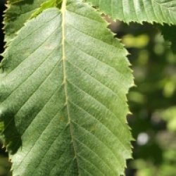 Ostrya carpinifolia