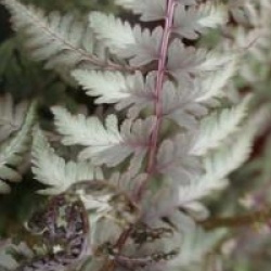 Athyrium nipponicum var. pictum