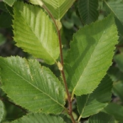 Ostrya carpinifolia