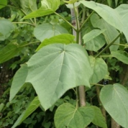 Paulownia tomentosa 