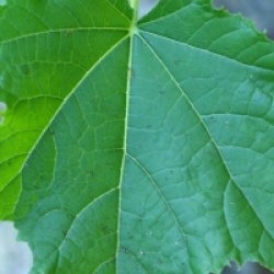 Paulownia tomentosa 'Lilacina' - Paulownia fargesii