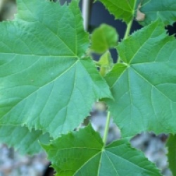 Paulownia tomentosa 'Lilacina'