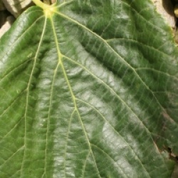 Tilia x euchlora - Tilleul de Crim�e