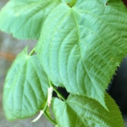 Tilia x euchlora