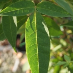 Fraxinus sieboldiana  - Fr�ne � fleurs du Japon 