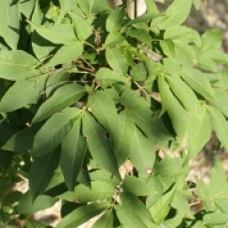 Fraxinus sieboldiana 