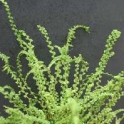 Athyrium filix-femina 'Frizelliae' - Foug�re femelle crisp�e