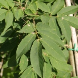 Fraxinus sieboldiana 