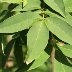 Fraxinus sieboldiana 