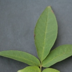 Fraxinus sieboldiana 