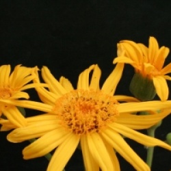 Ligularia palmatiloba 