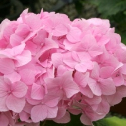 Hydrangea macrophylla 'Bouquet Rose' - Hortensia 'Bouquet Rose'