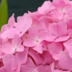 Hydrangea macrophylla 'Bouquet Rose'