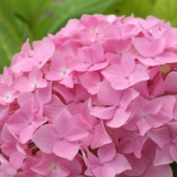 Hydrangea macrophylla 'Bouquet Rose'