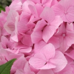 Hydrangea macrophylla 'Bouquet Rose'