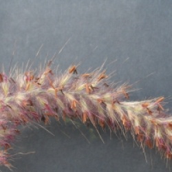 Pennisetum orientale 'Karley Rose' cov