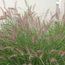 Pennisetum orientale 'Karley Rose' cov