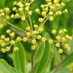 Bupleurum fruticosum
