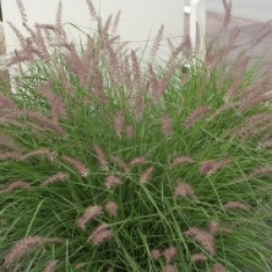Pennisetum orientale 'Karley Rose' cov