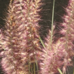 Pennisetum Karley Rose