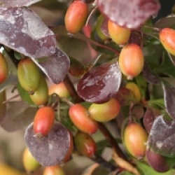 Berberis thunbergii f. atropurpurea 'Rosy Rocket' �