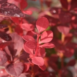 Berberis thunbergii f. atropurpurea 'Rosy Rocket' �