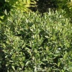 Bupleurum fruticosum