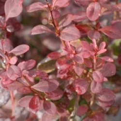 Berberis thunbergii f. atropurpurea 'Rosy Rocket' �