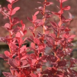Berberis thunbergii f. atropurpurea 'Rosy Rocket' �